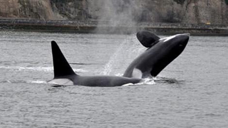470_killer_whales_110511.jpg