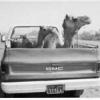 camel_driver